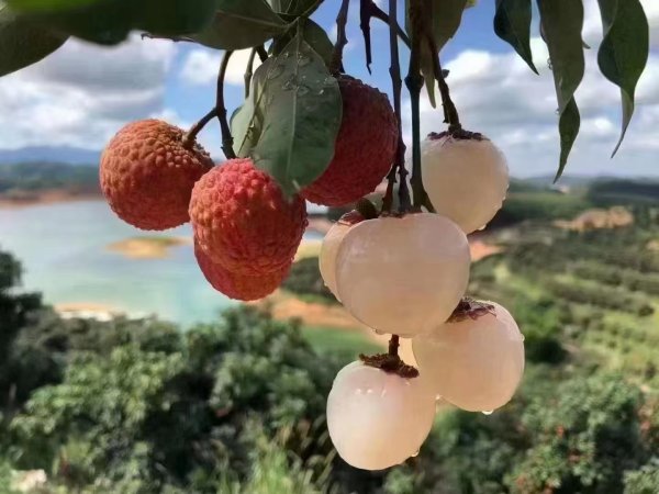 财富牛 荔枝大年快递业迎来寄递高峰，科技助力水果“保鲜”